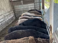 Kambing jantan, Sheep — foto 3