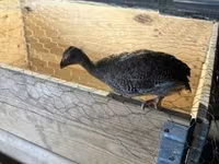 Guinea fowl — снимка 1