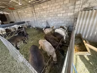 كبش, الأغنام — الصورة 1