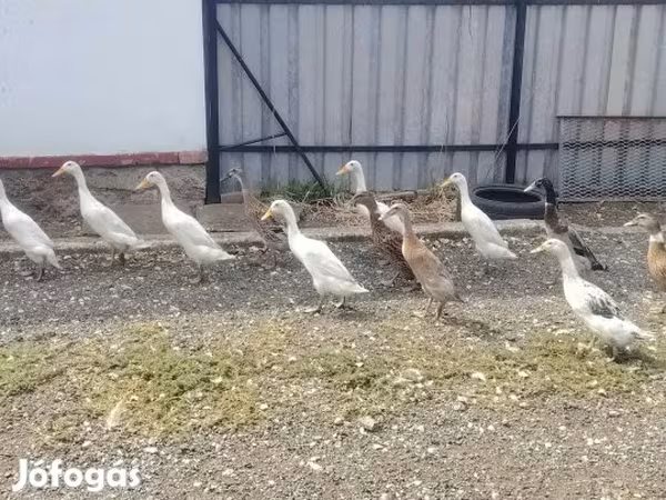 ایندین رانر