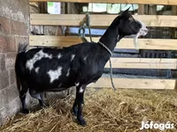 Kambing betina, Goats — foto 1