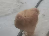 Chickens — fotografija 2