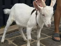 Capra, Saanen goat — foto 2