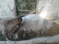 قوچ, Arashan sheep — عکس 4