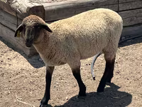 Montone, Hampshire sheep — foto 5