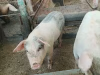 Porci (lot, sex nespecificat), Porci — foto 5