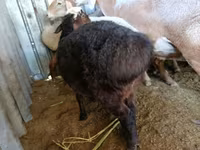 मेढ़ा, Edilbay sheep — फ़ोटो 2