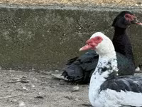 Ducks — الصورة 2