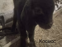 Kozel, Kamori goats — foto 6