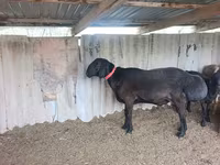 Koç, Arashan sheep — foto 4