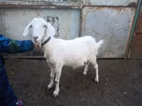 Keçi, Nubian Goat — foto 1