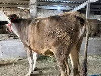 گاو ماده, Swiss cattle — عکس 4