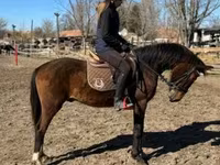 Hingst, Hungarian horse breed — foto 3