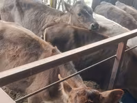 Ko, Simmental cattle — foto 8