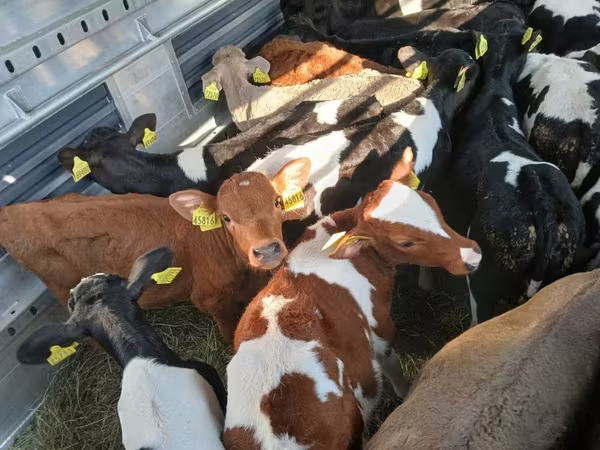 ወንድ በሬ, Cattle