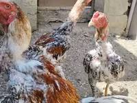 Chickens — รูปภาพ 2