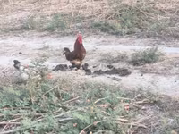 Chickens — sawirka 4