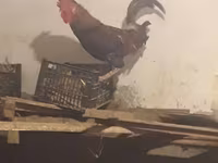 Chickens — ፎቶ 2