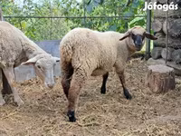 Ovce, White Suffolk sheep — foto 2