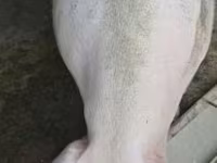 خوک ماده, خوک — عکس 2