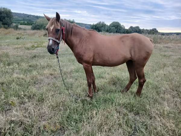 母马, Horses — 摩尔多瓦