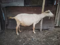 بز ماده, Saanen goat — عکس 3