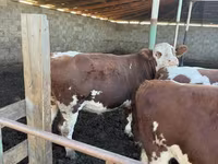 Býk, Simmental cattle — foto 7