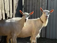 Koza, Saanen goat — fotografija 1