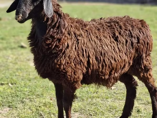 Ram, Schapen