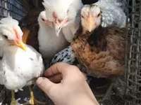 Chickens — foto 6