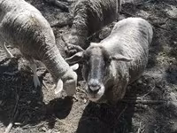 Schaf, White Suffolk sheep — Foto 2