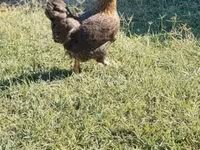 Chickens — снимка 2