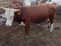 Toro, Simmental cattle — foto 3