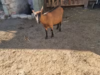 بز ماده, بز — عکس 2
