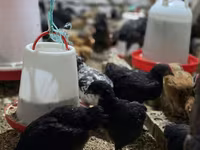 Chickens — foto 3