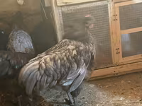 Chickens — عکس 6