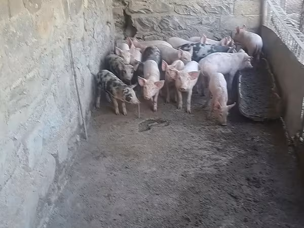 خوک ماده, خوک