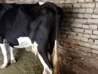 Býk, Russian Black pied cattle — foto 4