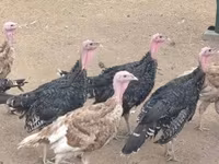 Turkeys — عکس 6