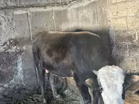 Tyre, Simmental cattle — foto 4