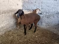 میش, گوسفند — عکس 2