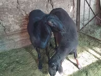 كبش, الأغنام — الصورة 3