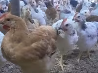 Chickens — Foto 1