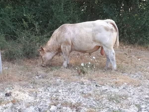 Dibi, Charolais cattle — Boqortooyada Midowday
