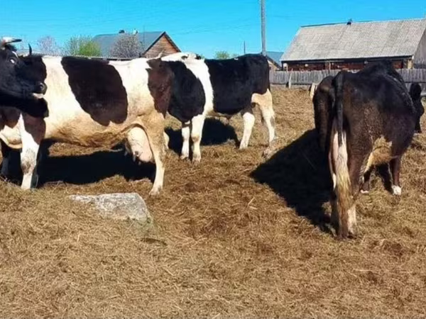 Mucca, Russian Black pied cattle