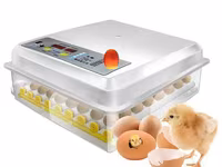 Incubatoare-ouă Automate - fii in rind cu tehnologiile noi. — புகைப்படம் 1
