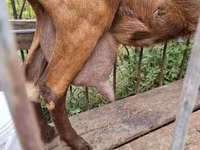 Capra, Capre — foto 3