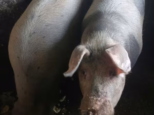 Boar, Pigs — Moldova