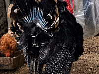 Turkeys — zdjęcie 3
