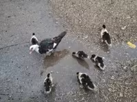 Ducks — zdjęcie 1